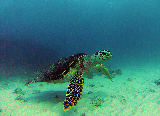 swim turtle freediving